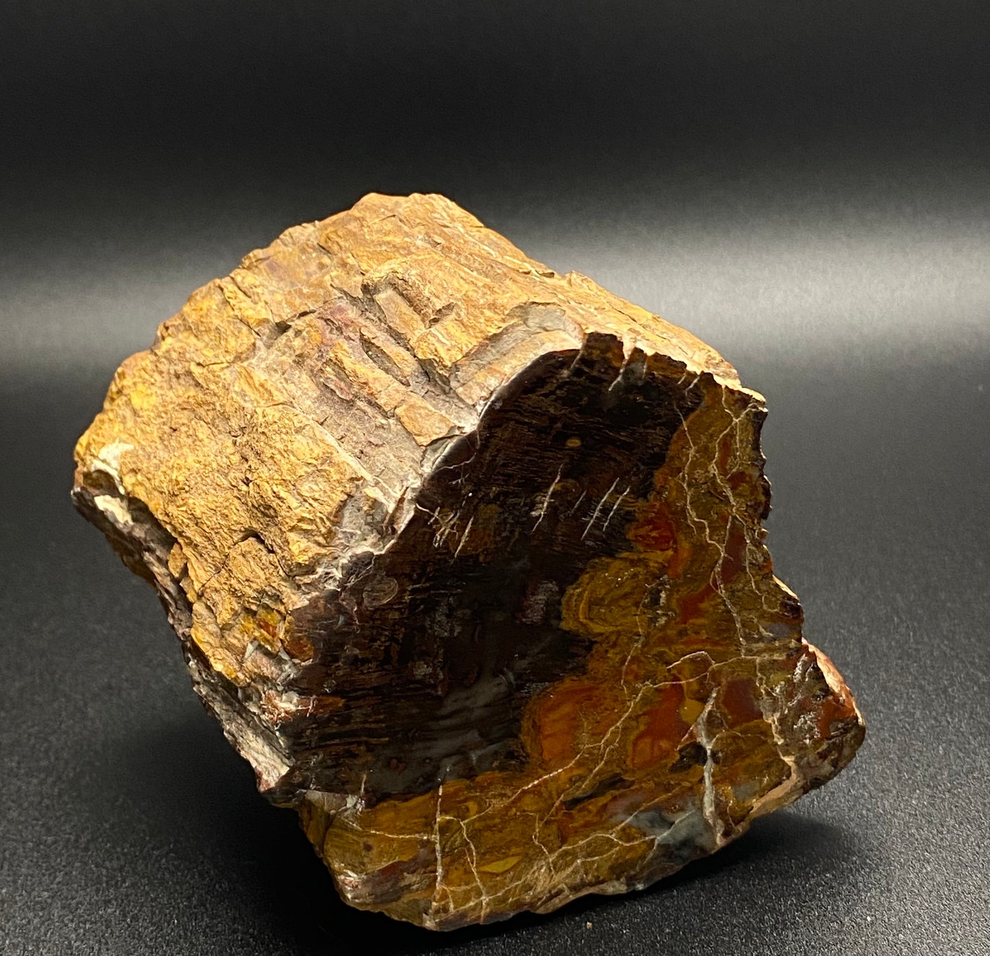 Petrified Wood Freeform | 1.39 lb Fossilized Wood with Fiery Orange & Red |