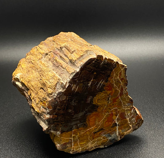 Petrified Wood Freeform | 1.39 lb Fossilized Wood with Fiery Orange & Red |